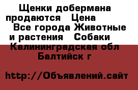Щенки добермана  продаются › Цена ­ 45 000 - Все города Животные и растения » Собаки   . Калининградская обл.,Балтийск г.